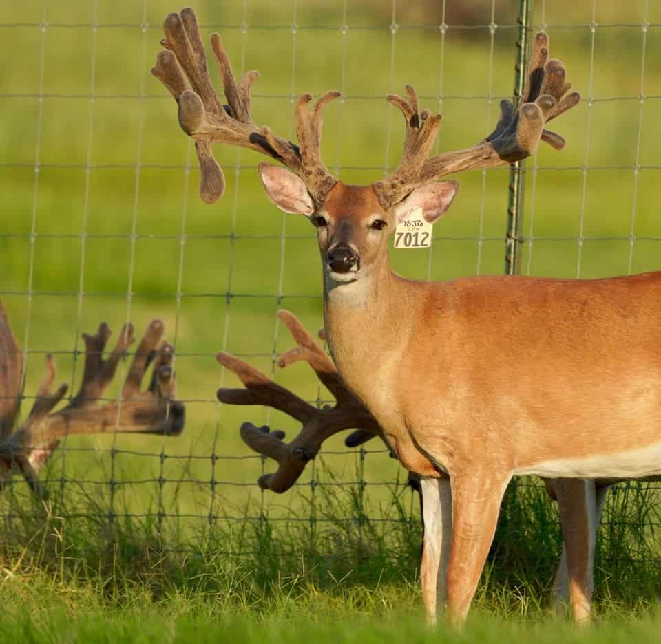 This M3 Whitetails buck is growing out nicely at our Texas whitetail deer farm. M3 Whitetails are Texas deer breeders that specialize in raising and selling whitetail Breeder Bucks, whitetail DMP Bucks, whitetail Stocker Bucks, as well as open and bred whitetail does. Big Texas Typicals are what buyers want when buying Texas DMP Bucks, Stocker Bucks, and Breeder Bucks. Our whitetail deer for sale are sure to impress prospective buyers and are priced competitively.