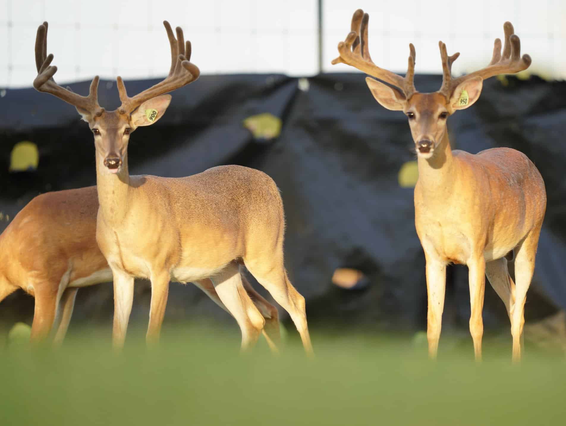 These M3 Whitetails bucks are growing out nicely at our Texas whitetail deer farm. M3 Whitetails are Texas deer breeders that specialize in raising and selling whitetail Breeder Bucks, whitetail DMP Bucks, whitetail Stocker Bucks, as well as open and bred whitetail does. Big Texas Typicals are what buyers want when buying Texas DMP Bucks, Stocker Bucks, and Breeder Bucks. Our whitetail deer for sale are sure to impress prospective buyers and are priced competitively.