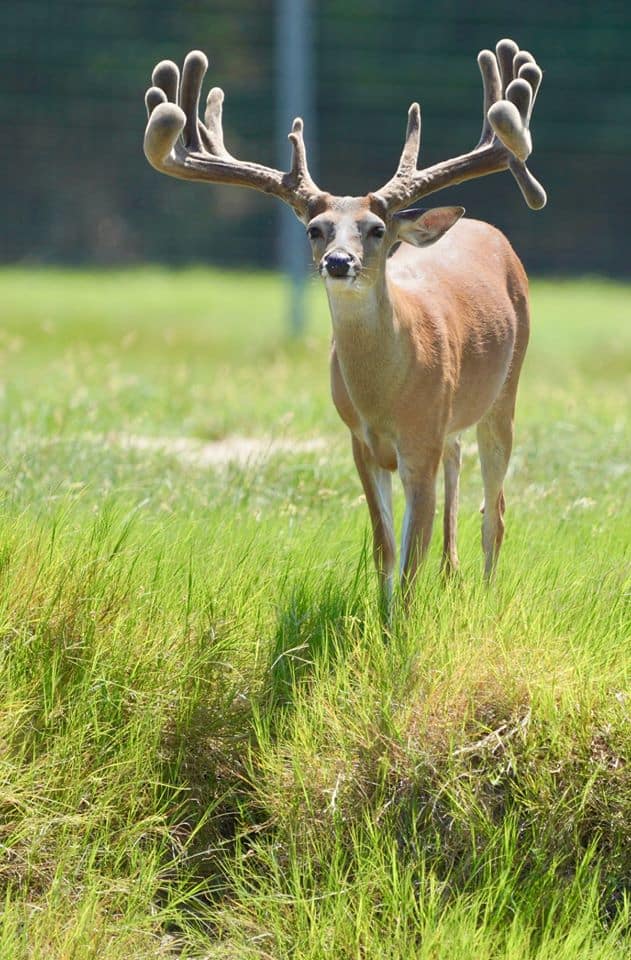 This M3 Whitetails buck is growing out nicely at our Texas whitetail deer farm. M3 Whitetails are Texas deer breeders that specialize in raising and selling whitetail Breeder Bucks, whitetail DMP Bucks, whitetail Stocker Bucks, as well as open and bred whitetail does. Big Texas Typicals are what buyers want when buying Texas DMP Bucks, Stocker Bucks, and Breeder Bucks. Our whitetail deer for sale are sure to impress prospective buyers and are priced competitively.