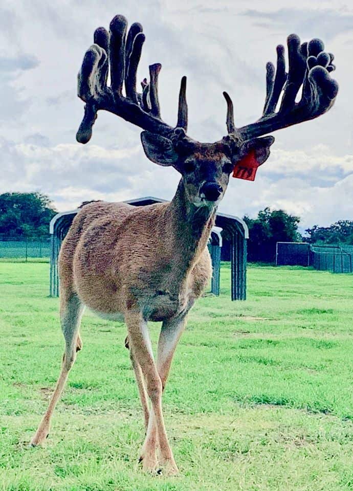 This M3 Whitetails buck is growing out nicely at our Texas whitetail deer farm. M3 Whitetails are Texas deer breeders that specialize in raising and selling whitetail Breeder Bucks, whitetail DMP Bucks, whitetail Stocker Bucks, as well as open and bred whitetail does. Big Texas Typicals are what buyers want when buying Texas DMP Bucks, Stocker Bucks, and Breeder Bucks. Our whitetail deer for sale are sure to impress prospective buyers and are priced competitively.