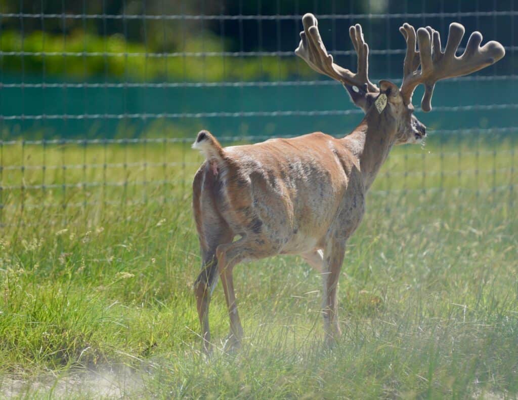 This M3 Whitetails buck is growing out nicely at our Texas whitetail deer farm. M3 Whitetails are Texas deer breeders that specialize in raising and selling whitetail Breeder Bucks, whitetail DMP Bucks, whitetail Stocker Bucks, as well as open and bred whitetail does. Big Texas Typicals are what buyers want when buying Texas DMP Bucks, Stocker Bucks, and Breeder Bucks. Our whitetail deer for sale are sure to impress prospective buyers and are priced competitively.