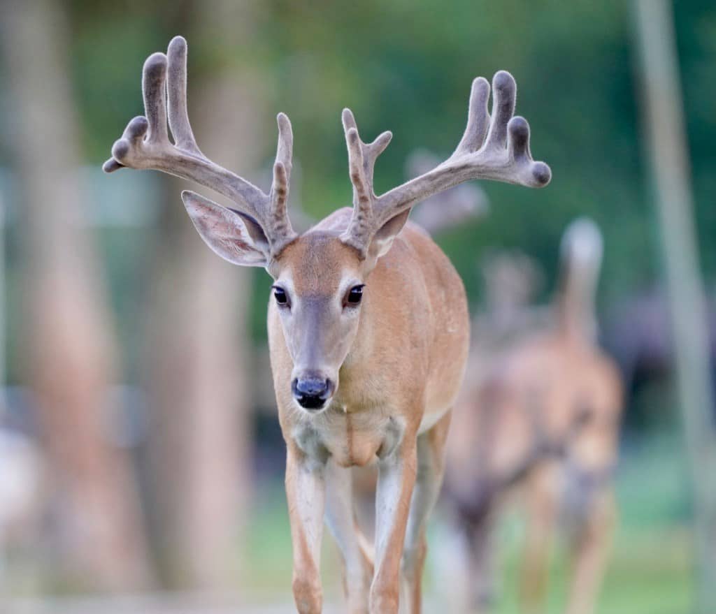 This M3 Whitetails buck is growing out nicely at our Texas whitetail deer farm. M3 Whitetails are Texas deer breeders that specialize in raising and selling whitetail Breeder Bucks, whitetail DMP Bucks, whitetail Stocker Bucks, as well as open and bred whitetail does. Big Texas Typicals are what buyers want when buying Texas DMP Bucks, Stocker Bucks, and Breeder Bucks. Our whitetail deer for sale are sure to impress prospective buyers and are priced competitively.