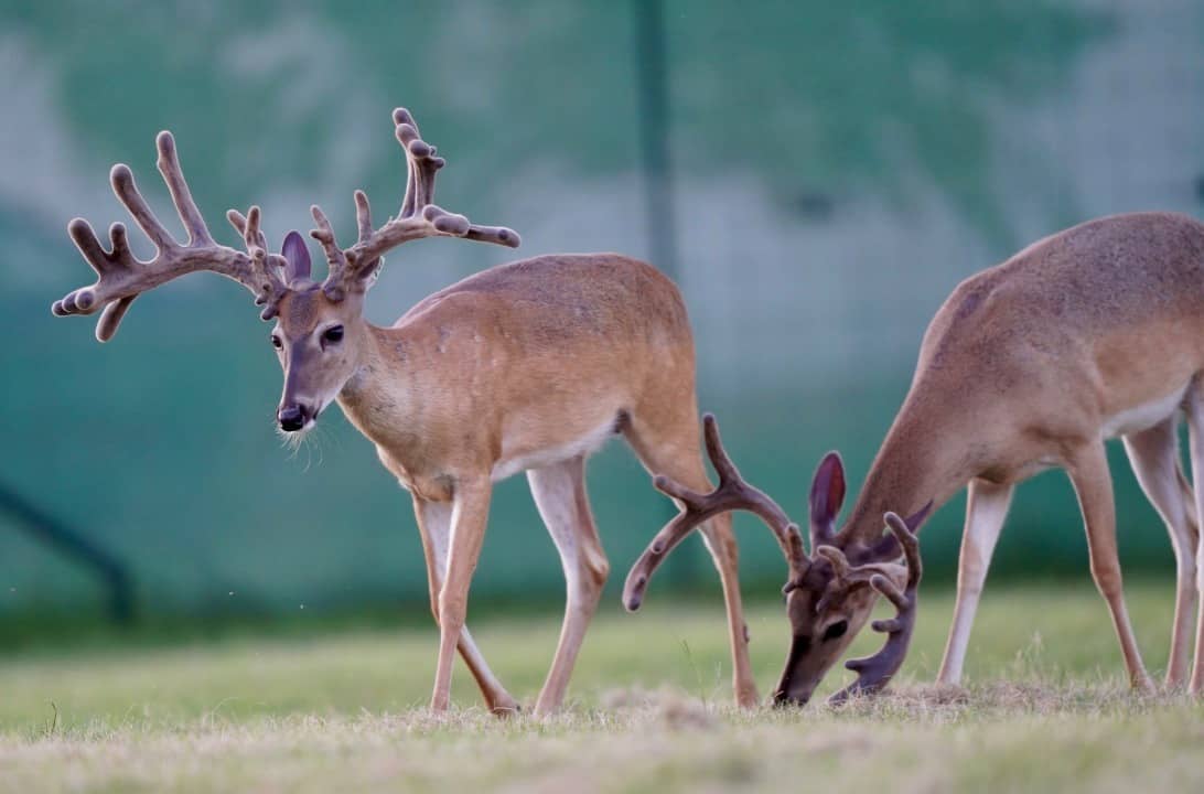 These M3 Whitetails bucks are growing out nicely at our Texas whitetail deer farm. M3 Whitetails are Texas deer breeders that specialize in raising and selling whitetail Breeder Bucks, whitetail DMP Bucks, whitetail Stocker Bucks, as well as open and bred whitetail does. Big Texas Typicals are what buyers want when buying Texas DMP Bucks, Stocker Bucks, and Breeder Bucks. Our whitetail deer for sale are sure to impress prospective buyers and are priced competitively.