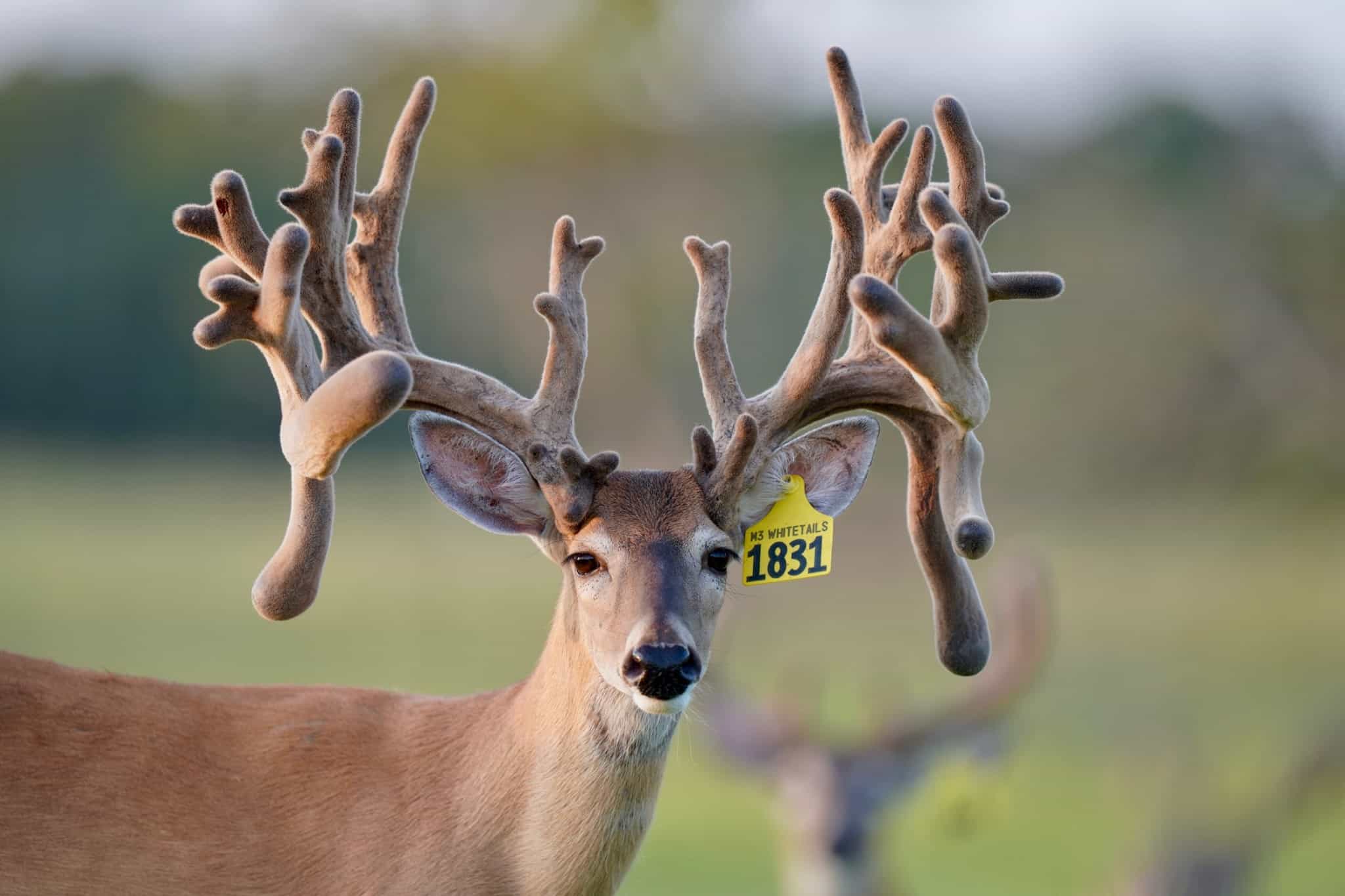 This M3 Whitetails buck is growing out nicely at our Texas whitetail deer farm. M3 Whitetails are Texas deer breeders that specialize in raising and selling whitetail Breeder Bucks, whitetail DMP Bucks, whitetail Stocker Bucks, as well as open and bred whitetail does. Big Texas Typicals are what buyers want when buying Texas DMP Bucks, Stocker Bucks, and Breeder Bucks. Our whitetail deer for sale are sure to impress prospective buyers and are priced competitively.
