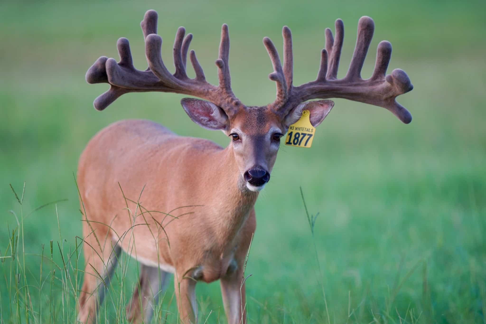 This M3 Whitetails buck is growing out nicely at our Texas whitetail deer farm. M3 Whitetails are Texas deer breeders that specialize in raising and selling whitetail Breeder Bucks, whitetail DMP Bucks, whitetail Stocker Bucks, as well as open and bred whitetail does. Big Texas Typicals are what buyers want when buying Texas DMP Bucks, Stocker Bucks, and Breeder Bucks. Our whitetail deer for sale are sure to impress prospective buyers and are priced competitively.