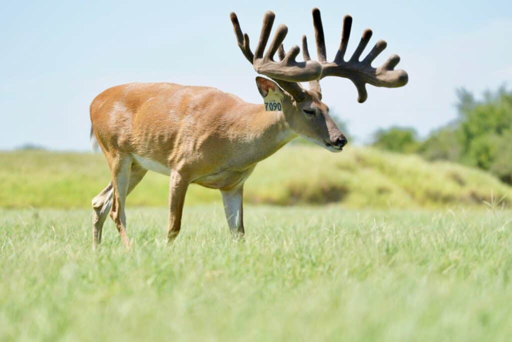 This M3 Whitetails buck is growing out nicely at our Texas whitetail deer farm. M3 Whitetails are Texas deer breeders that specialize in raising and selling whitetail Breeder Bucks, whitetail DMP Bucks, whitetail Stocker Bucks, as well as open and bred whitetail does. Big Texas Typicals are what buyers want when buying Texas DMP Bucks, Stocker Bucks, and Breeder Bucks. Our whitetail deer for sale are sure to impress prospective buyers and are priced competitively.
