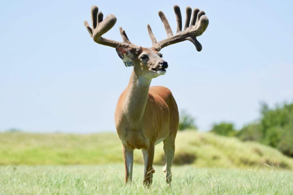 This M3 Whitetails buck is growing out nicely at our Texas whitetail deer farm. M3 Whitetails are Texas deer breeders that specialize in raising and selling whitetail Breeder Bucks, whitetail DMP Bucks, whitetail Stocker Bucks, as well as open and bred whitetail does. Big Texas Typicals are what buyers want when buying Texas DMP Bucks, Stocker Bucks, and Breeder Bucks. Our whitetail deer for sale are sure to impress prospective buyers and are priced competitively.