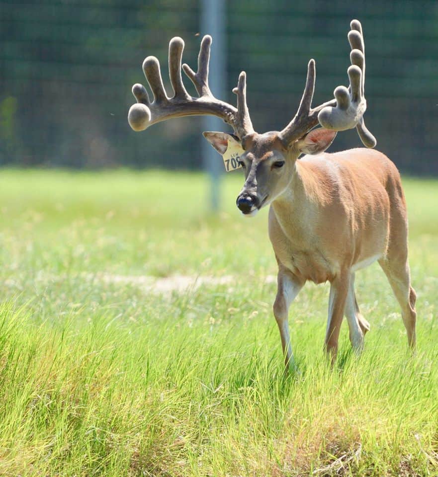 This M3 Whitetails buck is growing out nicely at our Texas whitetail deer farm. M3 Whitetails are Texas deer breeders that specialize in raising and selling whitetail Breeder Bucks, whitetail DMP Bucks, whitetail Stocker Bucks, as well as open and bred whitetail does. Big Texas Typicals are what buyers want when buying Texas DMP Bucks, Stocker Bucks, and Breeder Bucks. Our whitetail deer for sale are sure to impress prospective buyers and are priced competitively.