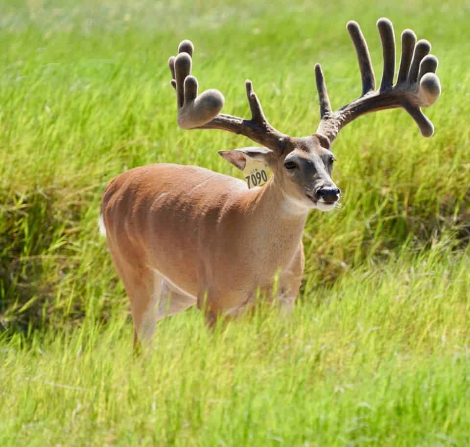 This M3 Whitetails buck is growing out nicely at our Texas whitetail deer farm. M3 Whitetails are Texas deer breeders that specialize in raising and selling whitetail Breeder Bucks, whitetail DMP Bucks, whitetail Stocker Bucks, as well as open and bred whitetail does. Big Texas Typicals are what buyers want when buying Texas DMP Bucks, Stocker Bucks, and Breeder Bucks. Our whitetail deer for sale are sure to impress prospective buyers and are priced competitively.