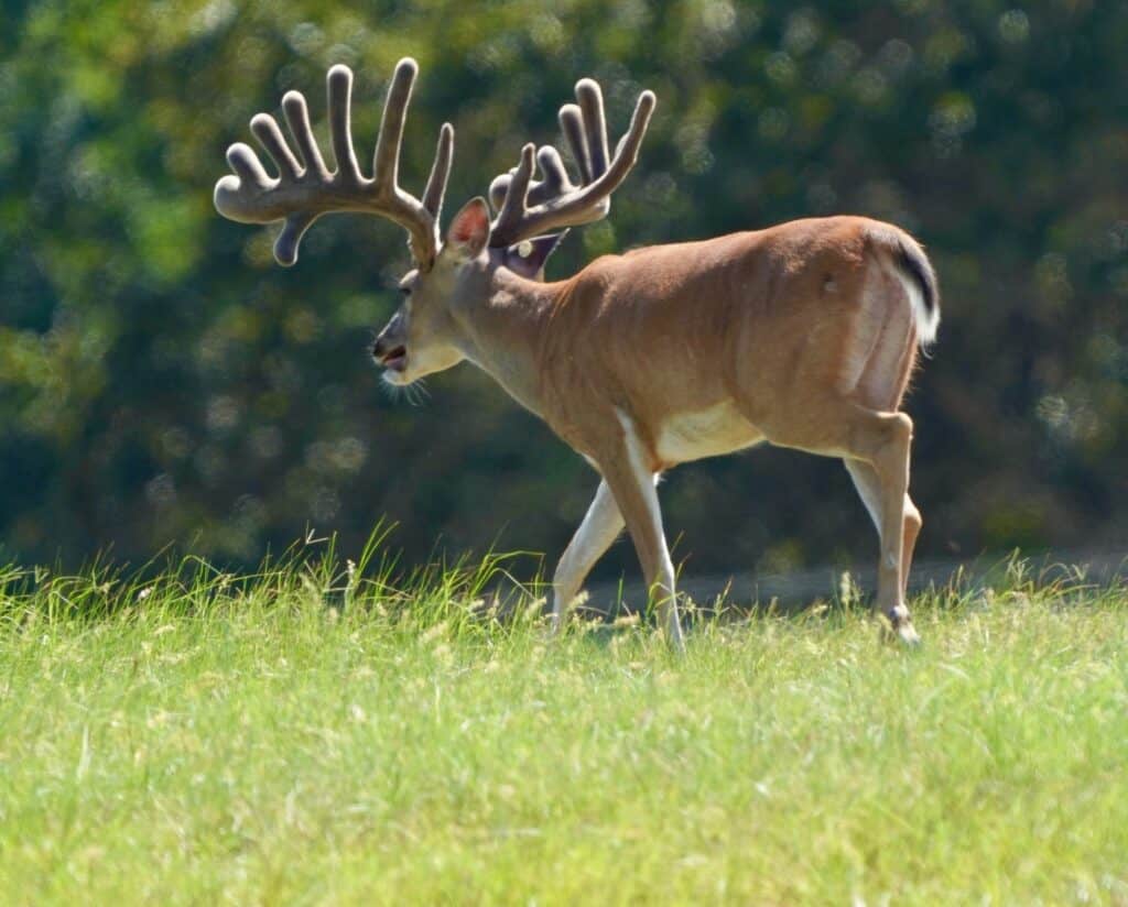 This M3 Whitetails buck is growing out nicely at our Texas whitetail deer farm. M3 Whitetails are Texas deer breeders that specialize in raising and selling whitetail Breeder Bucks, whitetail DMP Bucks, whitetail Stocker Bucks, as well as open and bred whitetail does. Big Texas Typicals are what buyers want when buying Texas DMP Bucks, Stocker Bucks, and Breeder Bucks. Our whitetail deer for sale are sure to impress prospective buyers and are priced competitively.