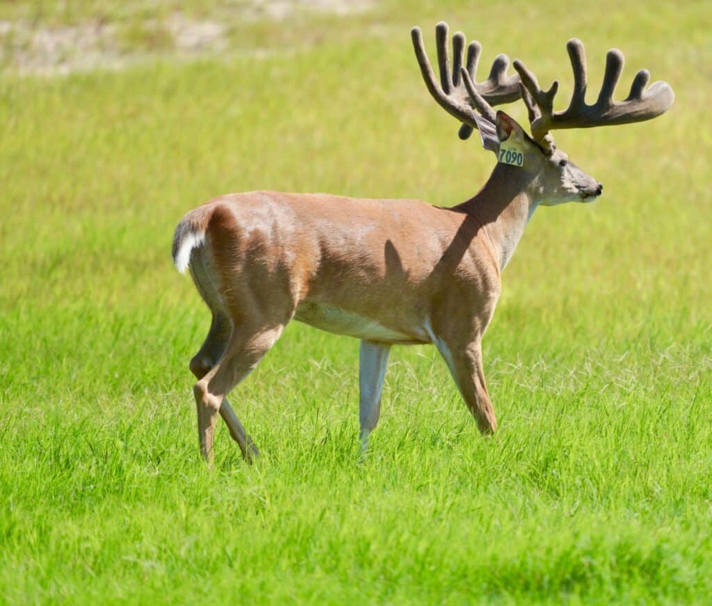 This M3 Whitetails buck is growing out nicely at our Texas whitetail deer farm. M3 Whitetails are Texas deer breeders that specialize in raising and selling whitetail Breeder Bucks, whitetail DMP Bucks, whitetail Stocker Bucks, as well as open and bred whitetail does. Big Texas Typicals are what buyers want when buying Texas DMP Bucks, Stocker Bucks, and Breeder Bucks. Our whitetail deer for sale are sure to impress prospective buyers and are priced competitively.