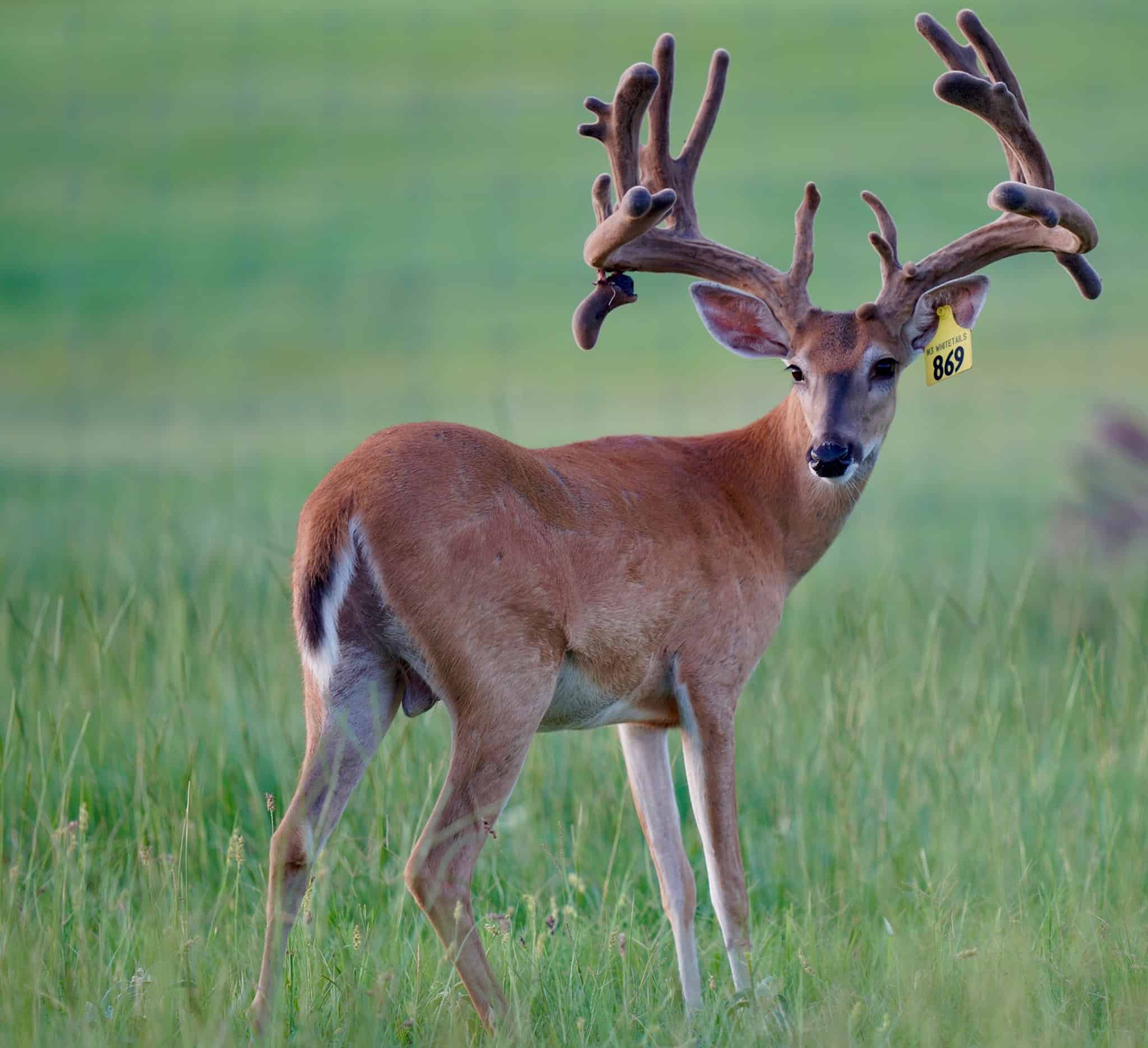 This M3 Whitetails buck is growing out nicely at our Texas whitetail deer farm. M3 Whitetails are Texas deer breeders that specialize in raising and selling whitetail Breeder Bucks, whitetail DMP Bucks, whitetail Stocker Bucks, as well as open and bred whitetail does. Big Texas Typicals are what buyers want when buying Texas DMP Bucks, Stocker Bucks, and Breeder Bucks. Our whitetail deer for sale are sure to impress prospective buyers and are priced competitively.