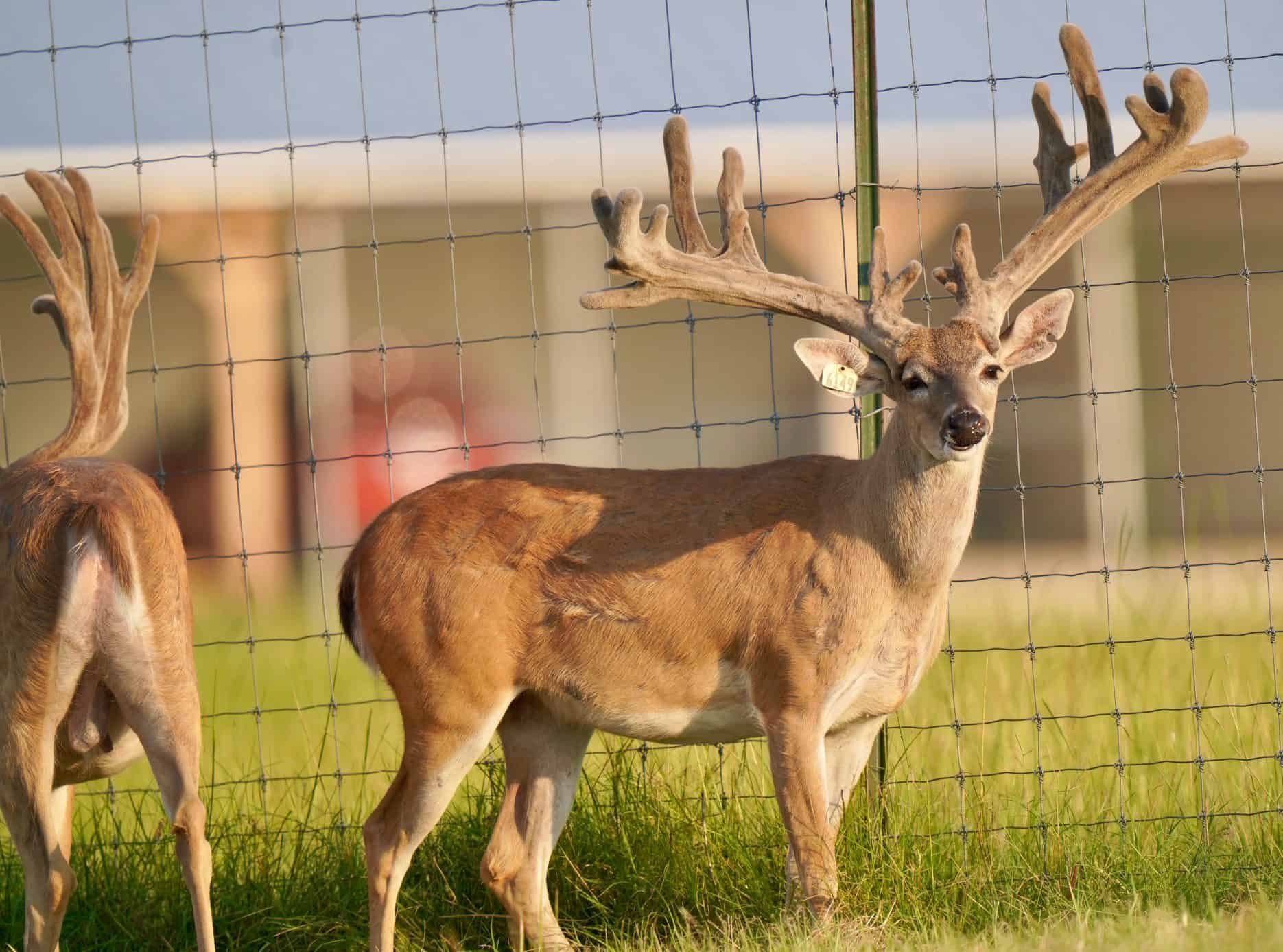This M3 Whitetails buck is growing out nicely at our Texas whitetail deer farm. M3 Whitetails are Texas deer breeders that specialize in raising and selling whitetail Breeder Bucks, whitetail DMP Bucks, whitetail Stocker Bucks, as well as open and bred whitetail does. Big Texas Typicals are what buyers want when buying Texas DMP Bucks, Stocker Bucks, and Breeder Bucks. Our whitetail deer for sale are sure to impress prospective buyers and are priced competitively.