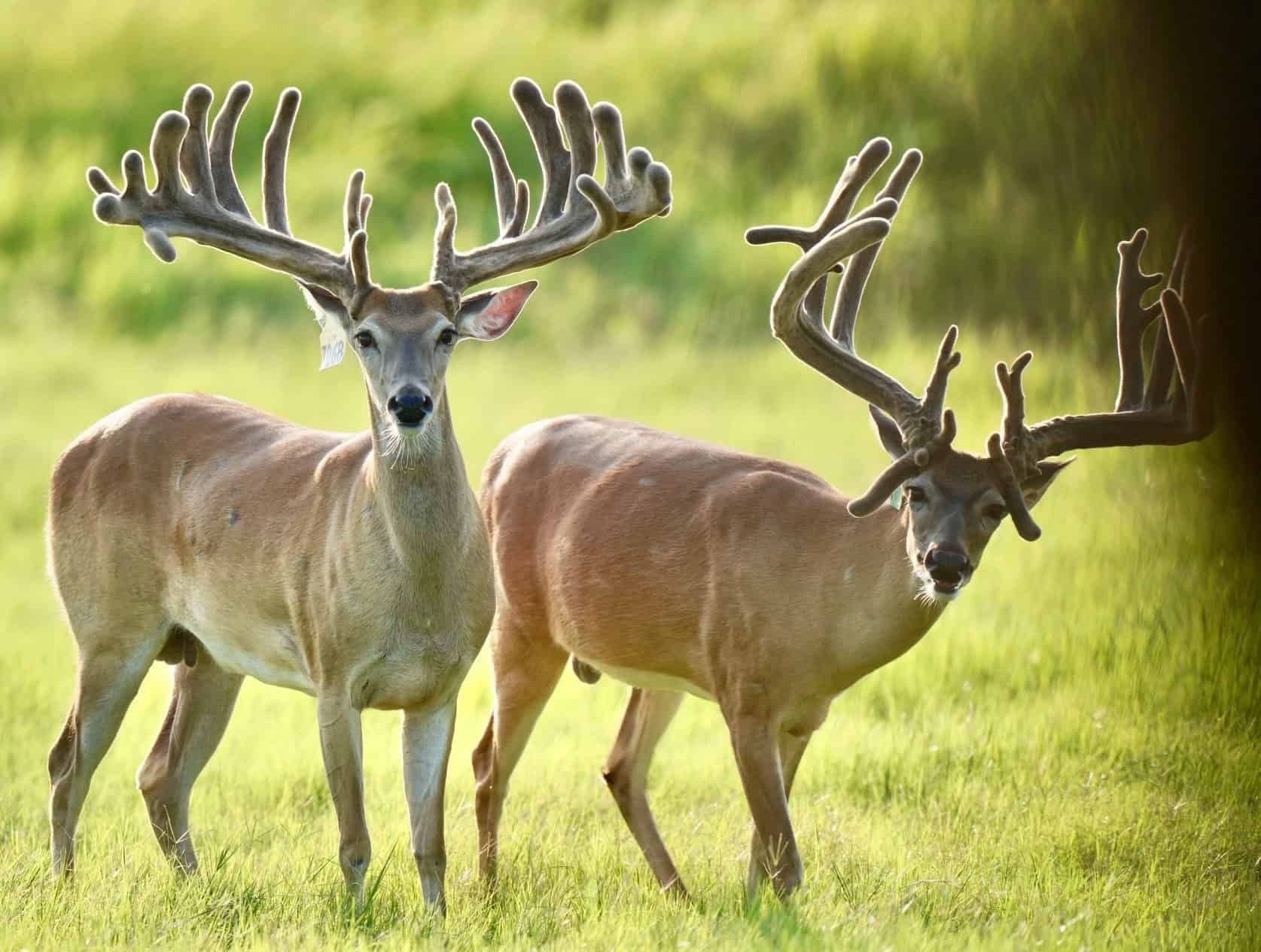 These M3 Whitetails bucks are growing out nicely at our Texas whitetail deer farm. M3 Whitetails are Texas deer breeders that specialize in raising and selling whitetail Breeder Bucks, whitetail DMP Bucks, whitetail Stocker Bucks, as well as open and bred whitetail does. Big Texas Typicals are what buyers want when buying Texas DMP Bucks, Stocker Bucks, and Breeder Bucks. Our whitetail deer for sale are sure to impress prospective buyers and are priced competitively.