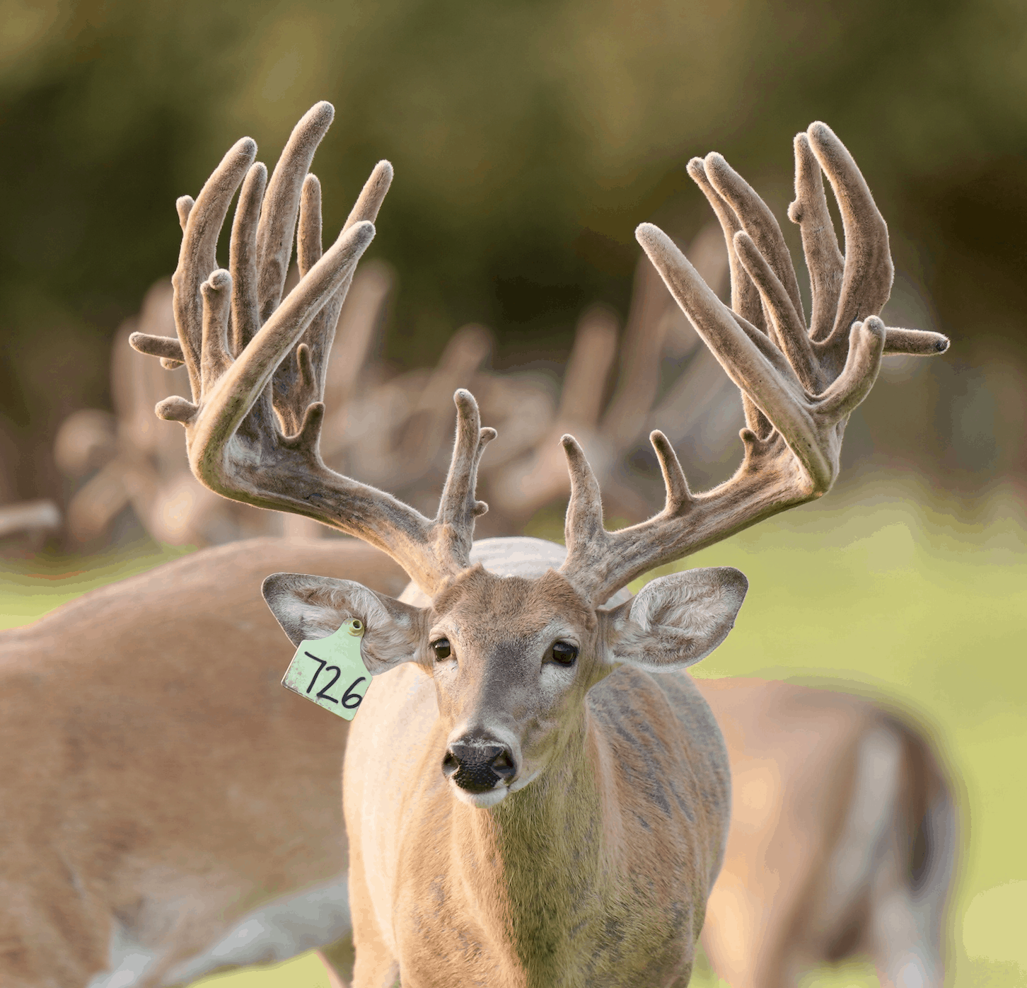 This M3 Whitetails buck is growing out nicely at our Texas whitetail deer farm. M3 Whitetails are Texas deer breeders that specialize in raising and selling whitetail Breeder Bucks, whitetail DMP Bucks, whitetail Stocker Bucks, as well as open and bred whitetail does. Big Texas Typicals are what buyers want when buying Texas DMP Bucks, Stocker Bucks, and Breeder Bucks. Our whitetail deer for sale are sure to impress prospective buyers and are priced competitively.