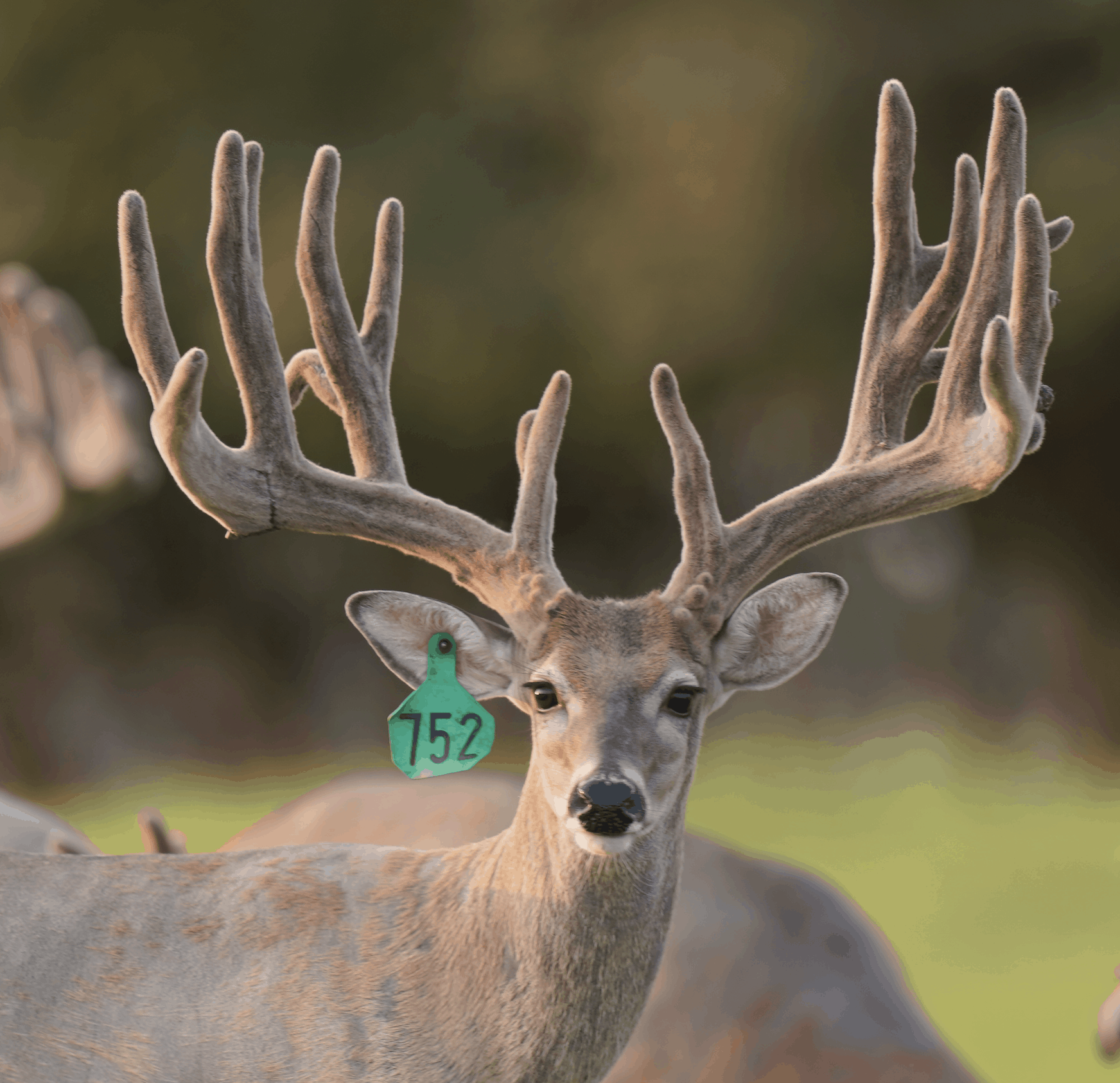 This M3 Whitetails buck is growing out nicely at our Texas whitetail deer farm. M3 Whitetails are Texas deer breeders that specialize in raising and selling whitetail Breeder Bucks, whitetail DMP Bucks, whitetail Stocker Bucks, as well as open and bred whitetail does. Big Texas Typicals are what buyers want when buying Texas DMP Bucks, Stocker Bucks, and Breeder Bucks. Our whitetail deer for sale are sure to impress prospective buyers and are priced competitively.