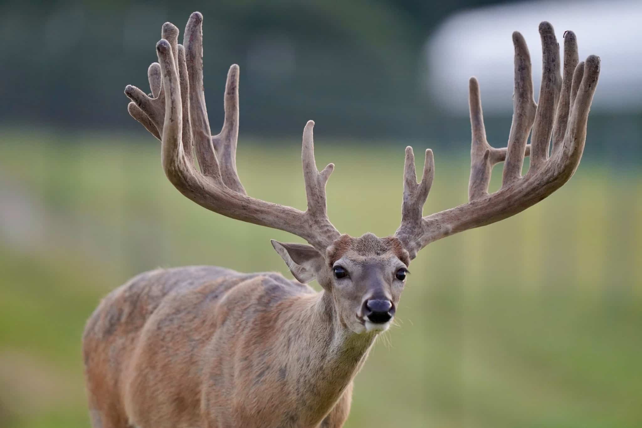 This M3 Whitetails buck has grown out nicely at our Texas whitetail deer farm. M3 Whitetails are Texas deer breeders that specialize in raising and selling whitetail Breeder Bucks, whitetail DMP Bucks, whitetail Stocker Bucks, as well as open and bred whitetail does. Big Texas Typicals are what buyers want when buying Texas DMP Bucks, Stocker Bucks, and Breeder Bucks. Our whitetail deer for sale are sure to impress prospective buyers and are priced competitively.