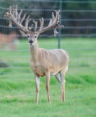This M3 Whitetails buck is growing out nicely at our Texas whitetail deer farm. M3 Whitetails are Texas deer breeders that specialize in raising and selling whitetail Breeder Bucks, whitetail DMP Bucks, whitetail Stocker Bucks, as well as open and bred whitetail does. Big Texas Typicals are what buyers want when buying Texas DMP Bucks, Stocker Bucks, and Breeder Bucks. Our whitetail deer for sale are sure to impress prospective buyers and are priced competitively.