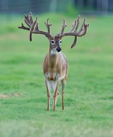 This M3 Whitetails buck is growing out nicely at our Texas whitetail deer farm. M3 Whitetails are Texas deer breeders that specialize in raising and selling whitetail Breeder Bucks, whitetail DMP Bucks, whitetail Stocker Bucks, as well as open and bred whitetail does. Big Texas Typicals are what buyers want when buying Texas DMP Bucks, Stocker Bucks, and Breeder Bucks. Our whitetail deer for sale are sure to impress prospective buyers and are priced competitively.