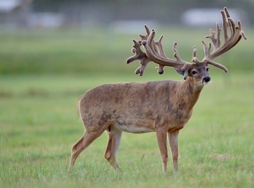 This M3 Whitetails buck is growing out nicely at our Texas whitetail deer farm. M3 Whitetails are Texas deer breeders that specialize in raising and selling whitetail Breeder Bucks, whitetail DMP Bucks, whitetail Stocker Bucks, as well as open and bred whitetail does. Big Texas Typicals are what buyers want when buying Texas DMP Bucks, Stocker Bucks, and Breeder Bucks. Our whitetail deer for sale are sure to impress prospective buyers and are priced competitively.