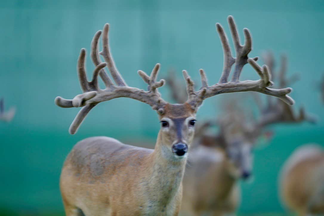 This M3 Whitetails buck is growing out nicely at our Texas whitetail deer farm. M3 Whitetails are Texas deer breeders that specialize in raising and selling whitetail Breeder Bucks, whitetail DMP Bucks, whitetail Stocker Bucks, as well as open and bred whitetail does. Big Texas Typicals are what buyers want when buying Texas DMP Bucks, Stocker Bucks, and Breeder Bucks. Our whitetail deer for sale are sure to impress prospective buyers and are priced competitively.