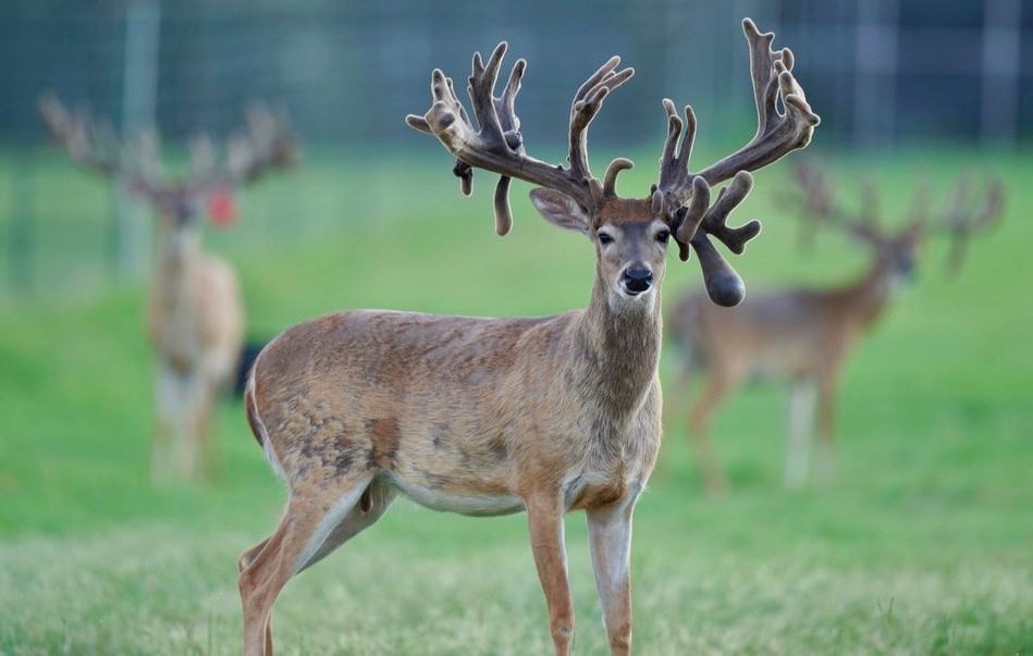 This M3 Whitetails buck is growing out nicely at our Texas whitetail deer farm. M3 Whitetails are Texas deer breeders that specialize in raising and selling whitetail Breeder Bucks, whitetail DMP Bucks, whitetail Stocker Bucks, as well as open and bred whitetail does. Big Texas Typicals are what buyers want when buying Texas DMP Bucks, Stocker Bucks, and Breeder Bucks. Our whitetail deer for sale are sure to impress prospective buyers and are priced competitively.