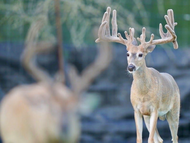 This M3 Whitetails buck is growing out nicely at our Texas whitetail deer farm. M3 Whitetails are Texas deer breeders that specialize in raising and selling whitetail Breeder Bucks, whitetail DMP Bucks, whitetail Stocker Bucks, as well as open and bred whitetail does. Big Texas Typicals are what buyers want when buying Texas DMP Bucks, Stocker Bucks, and Breeder Bucks. Our whitetail deer for sale are sure to impress prospective buyers and are priced competitively.