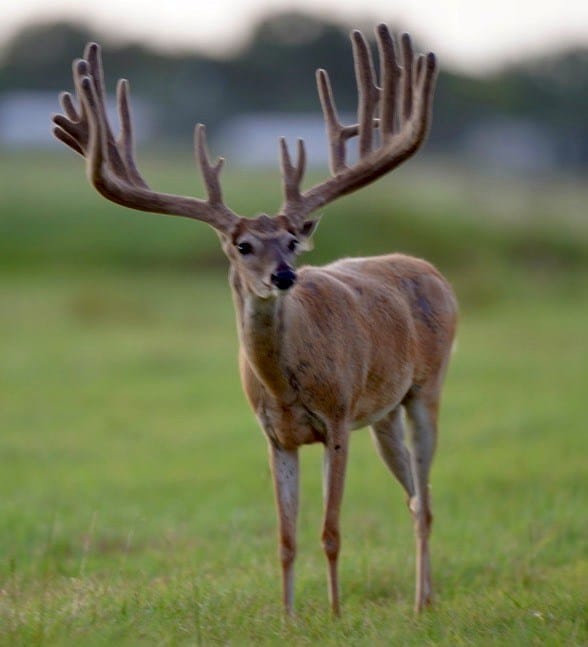 This M3 Whitetails buck is growing out nicely at our Texas whitetail deer farm. M3 Whitetails are Texas deer breeders that specialize in raising and selling whitetail Breeder Bucks, whitetail DMP Bucks, whitetail Stocker Bucks, as well as open and bred whitetail does. Big Texas Typicals are what buyers want when buying Texas DMP Bucks, Stocker Bucks, and Breeder Bucks. Our whitetail deer for sale are sure to impress prospective buyers and are priced competitively.