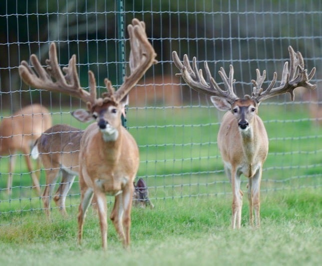 These M3 Whitetails bucks are growing out nicely at our Texas whitetail deer farm. M3 Whitetails are Texas deer breeders that specialize in raising and selling whitetail Breeder Bucks, whitetail DMP Bucks, whitetail Stocker Bucks, as well as open and bred whitetail does. Big Texas Typicals are what buyers want when buying Texas DMP Bucks, Stocker Bucks, and Breeder Bucks. Our whitetail deer for sale are sure to impress prospective buyers and are priced competitively.