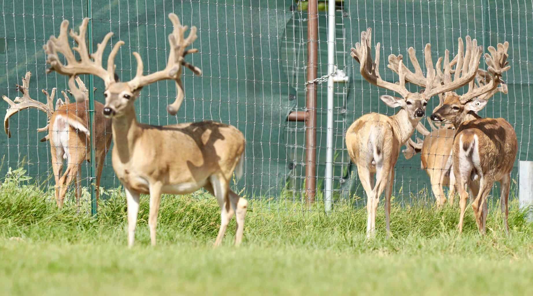 These M3 Whitetails bucks are growing out nicely at our Texas whitetail deer farm. M3 Whitetails are Texas deer breeders that specialize in raising and selling whitetail Breeder Bucks, whitetail DMP Bucks, whitetail Stocker Bucks, as well as open and bred whitetail does. Big Texas Typicals are what buyers want when buying Texas DMP Bucks, Stocker Bucks, and Breeder Bucks. Our whitetail deer for sale are sure to impress prospective buyers and are priced competitively.