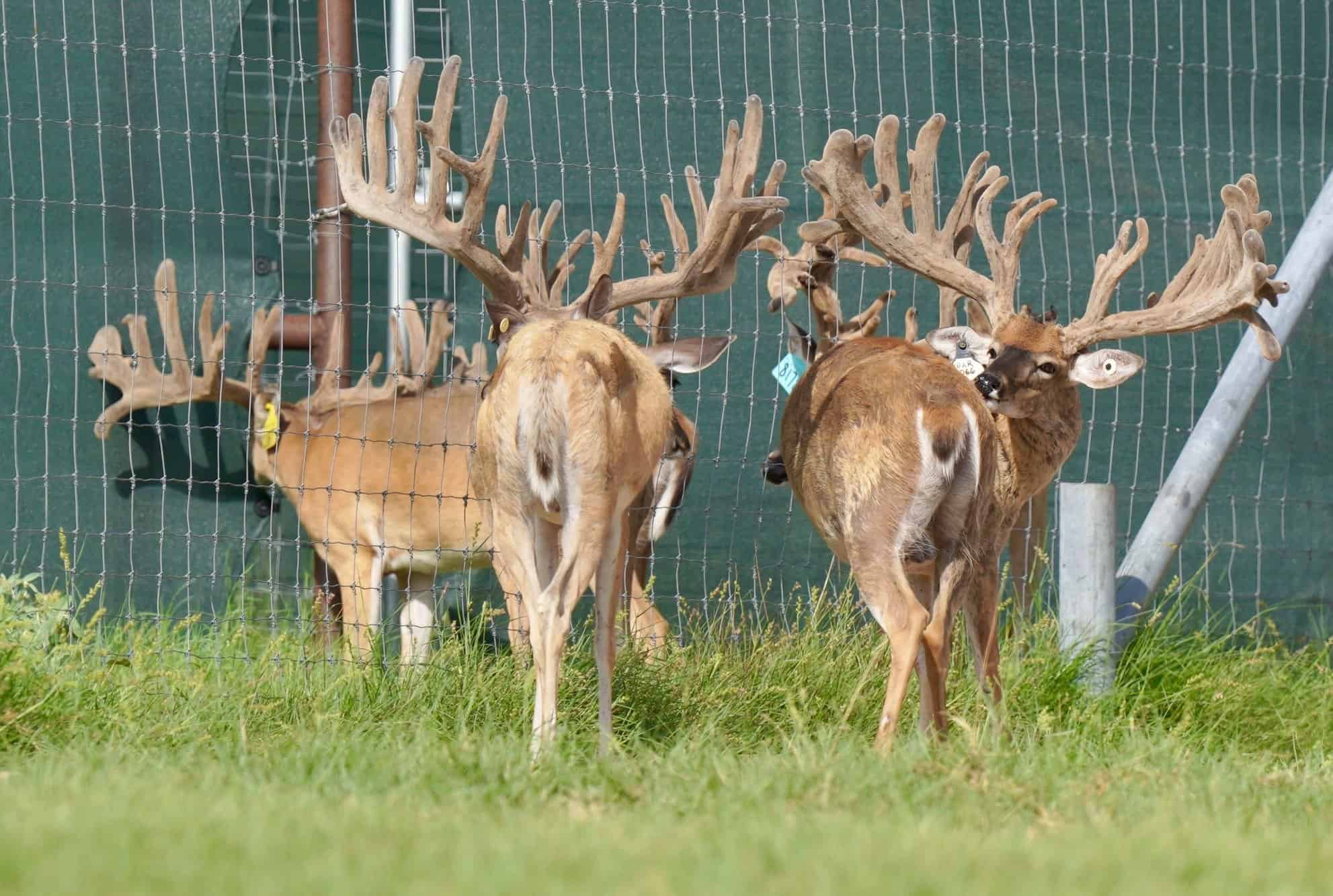 These M3 Whitetails bucks are growing out nicely at our Texas whitetail deer farm. M3 Whitetails are Texas deer breeders that specialize in raising and selling whitetail Breeder Bucks, whitetail DMP Bucks, whitetail Stocker Bucks, as well as open and bred whitetail does. Big Texas Typicals are what buyers want when buying Texas DMP Bucks, Stocker Bucks, and Breeder Bucks. Our whitetail deer for sale are sure to impress prospective buyers and are priced competitively.