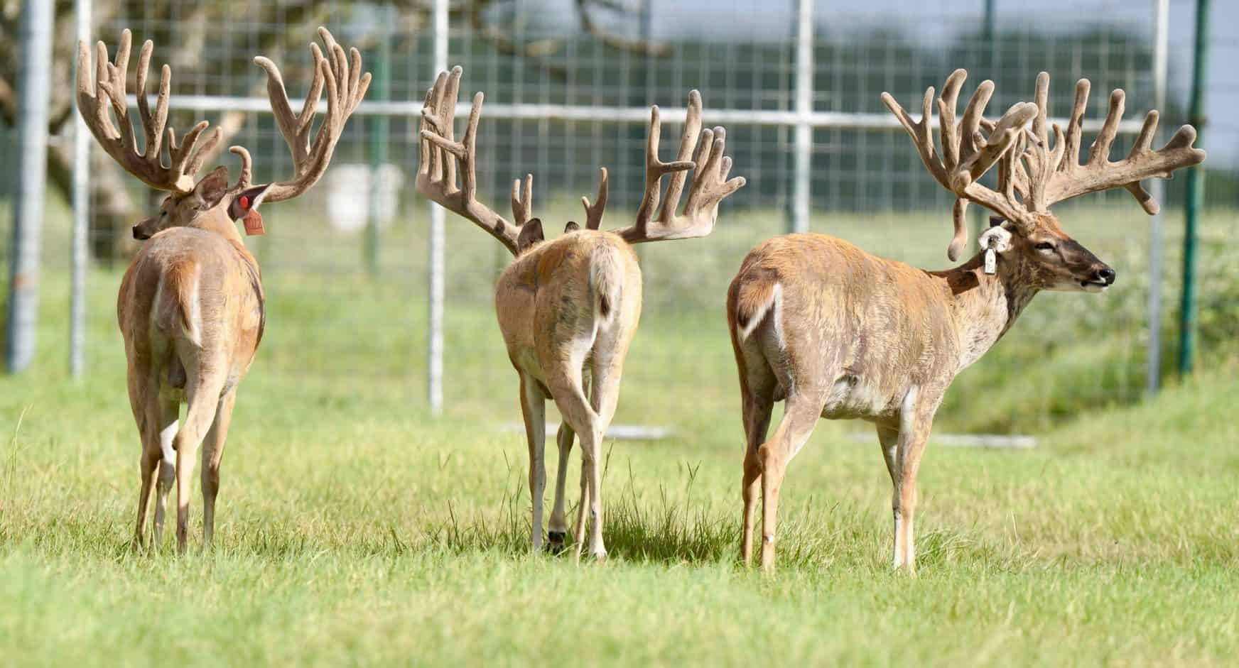 These M3 Whitetails bucks are growing out nicely at our Texas whitetail deer farm. M3 Whitetails are Texas deer breeders that specialize in raising and selling whitetail Breeder Bucks, whitetail DMP Bucks, whitetail Stocker Bucks, as well as open and bred whitetail does. Big Texas Typicals are what buyers want when buying Texas DMP Bucks, Stocker Bucks, and Breeder Bucks. Our whitetail deer for sale are sure to impress prospective buyers and are priced competitively.