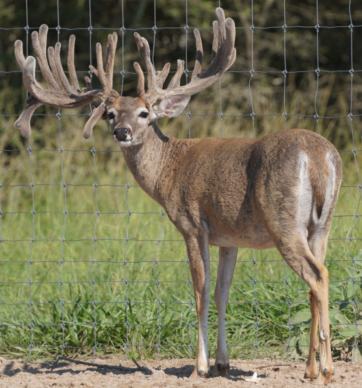 M3 Whitetails are Texas deer breeders that specialize in raising and selling whitetail Breeder Bucks, whitetail DMP Bucks, whitetail Stocker Bucks, as well as open and bred whitetail does. Big Texas Typicals are what buyers want when buying Texas DMP Bucks, Stocker Bucks, and Breeder Bucks. Our whitetail deer for sale are sure to impress prospective buyers and are priced competitively.