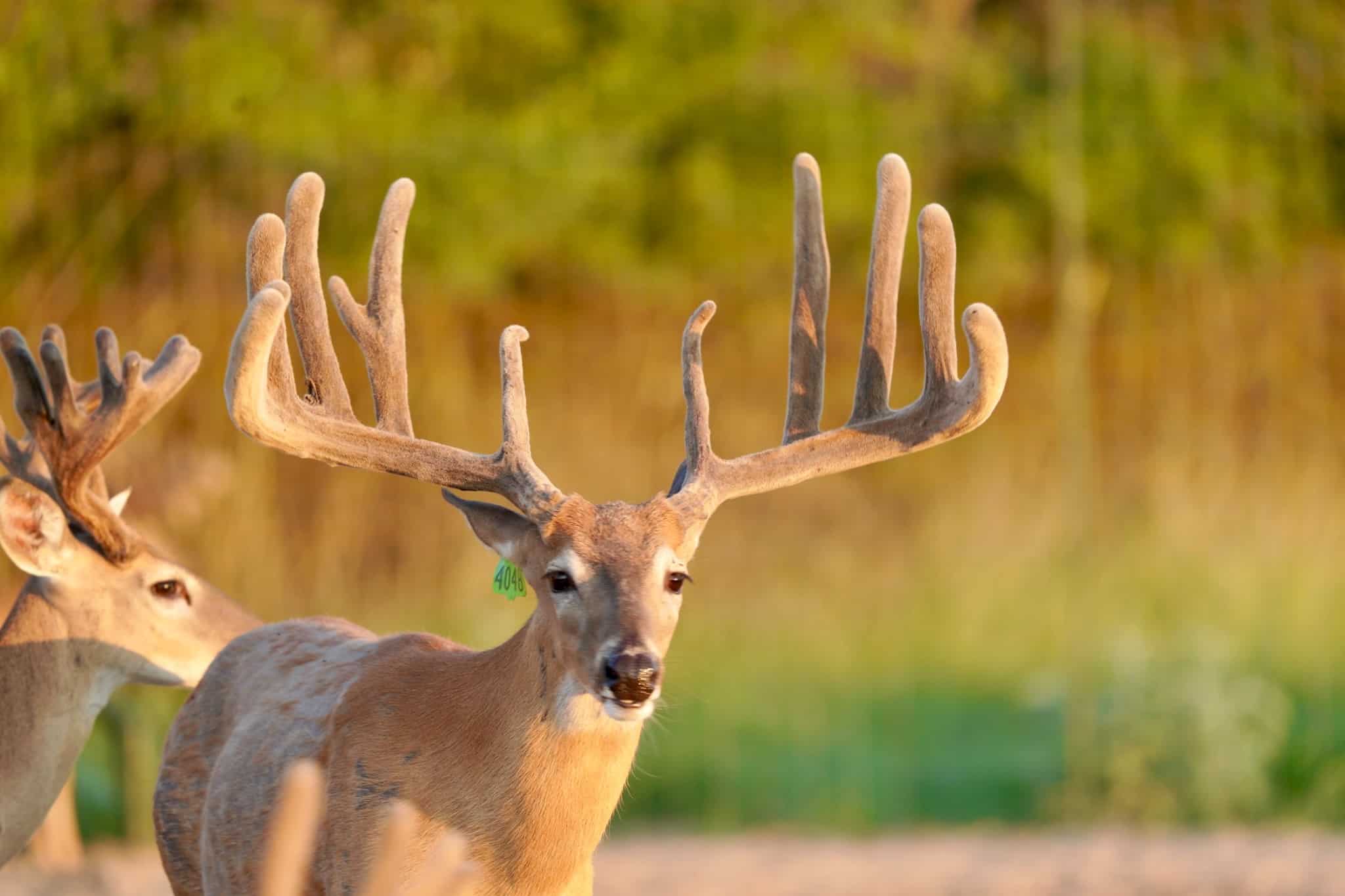 This M3 Whitetails buck is growing out nicely at our Texas whitetail deer farm. M3 Whitetails are Texas deer breeders that specialize in raising and selling whitetail Breeder Bucks, whitetail DMP Bucks, whitetail Stocker Bucks, as well as open and bred whitetail does. Big Texas Typicals are what buyers want when buying Texas DMP Bucks, Stocker Bucks, and Breeder Bucks. Our whitetail deer for sale are sure to impress prospective buyers and are priced competitively.