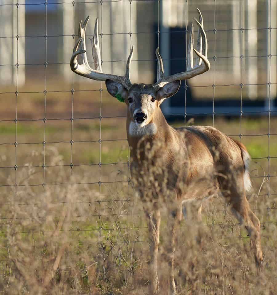 This M3 Whitetails buck is growing out nicely at our Texas whitetail deer farm. M3 Whitetails are Texas deer breeders that specialize in raising and selling whitetail Breeder Bucks, whitetail DMP Bucks, whitetail Stocker Bucks, as well as open and bred whitetail does. Big Texas Typicals are what buyers want when buying Texas DMP Bucks, Stocker Bucks, and Breeder Bucks. Our whitetail deer for sale are sure to impress prospective buyers and are priced competitively.