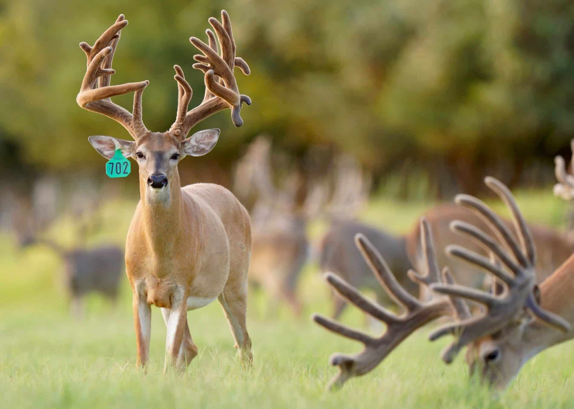 These M3 Whitetails bucks are growing out nicely at our Texas whitetail deer farm. M3 Whitetails are Texas deer breeders that specialize in raising and selling whitetail Breeder Bucks, whitetail DMP Bucks, whitetail Stocker Bucks, as well as open and bred whitetail does. Big Texas Typicals are what buyers want when buying Texas DMP Bucks, Stocker Bucks, and Breeder Bucks. Our whitetail deer for sale are sure to impress prospective buyers and are priced competitively.