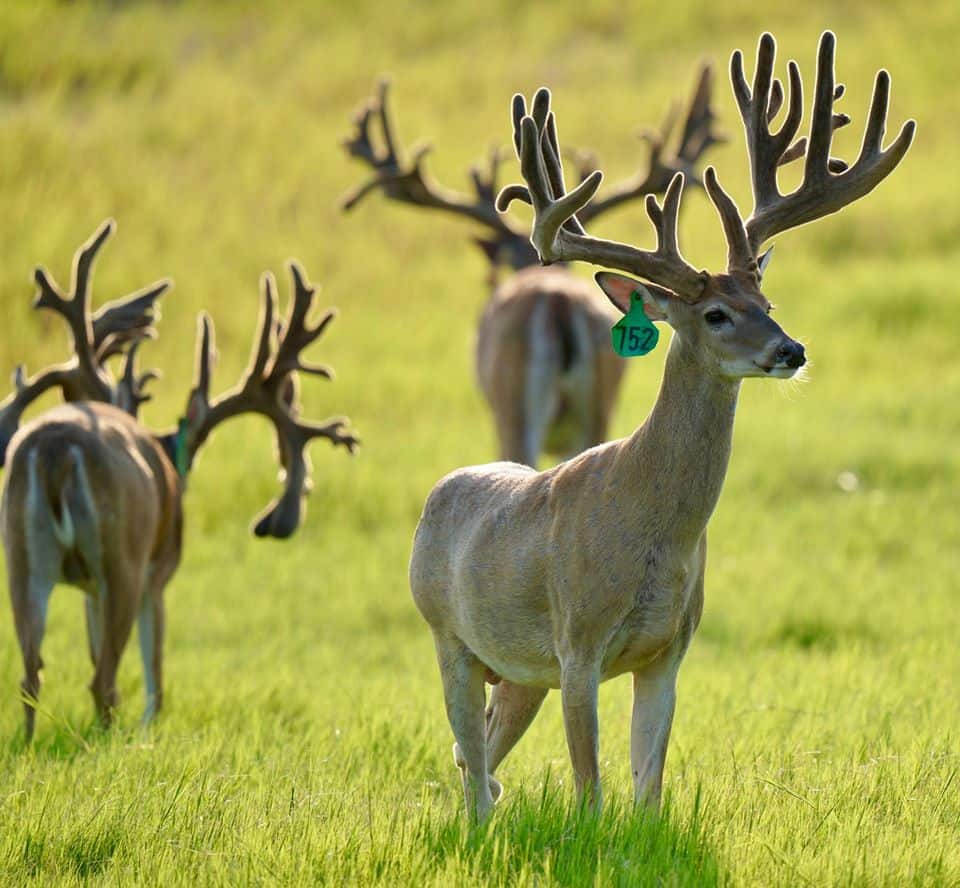 This M3 Whitetails buck is growing out nicely at our Texas whitetail deer farm. M3 Whitetails are Texas deer breeders that specialize in raising and selling whitetail Breeder Bucks, whitetail DMP Bucks, whitetail Stocker Bucks, as well as open and bred whitetail does. Big Texas Typicals are what buyers want when buying Texas DMP Bucks, Stocker Bucks, and Breeder Bucks. Our whitetail deer for sale are sure to impress prospective buyers and are priced competitively.