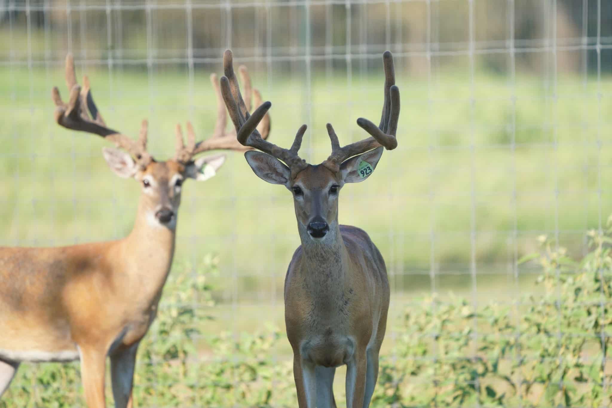 This M3 Whitetails buck is growing out nicely at our Texas whitetail deer farm. M3 Whitetails are Texas deer breeders that specialize in raising and selling whitetail Breeder Bucks, whitetail DMP Bucks, whitetail Stocker Bucks, as well as open and bred whitetail does. Big Texas Typicals are what buyers want when buying Texas DMP Bucks, Stocker Bucks, and Breeder Bucks. Our whitetail deer for sale are sure to impress prospective buyers and are priced competitively.