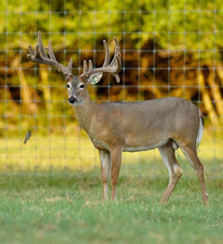 This M3 Whitetails buck is growing out nicely at our Texas whitetail deer farm. M3 Whitetails are Texas deer breeders that specialize in raising and selling whitetail Breeder Bucks, whitetail DMP Bucks, whitetail Stocker Bucks, as well as open and bred whitetail does. Big Texas Typicals are what buyers want when buying Texas DMP Bucks, Stocker Bucks, and Breeder Bucks. Our whitetail deer for sale are sure to impress prospective buyers and are priced competitively.