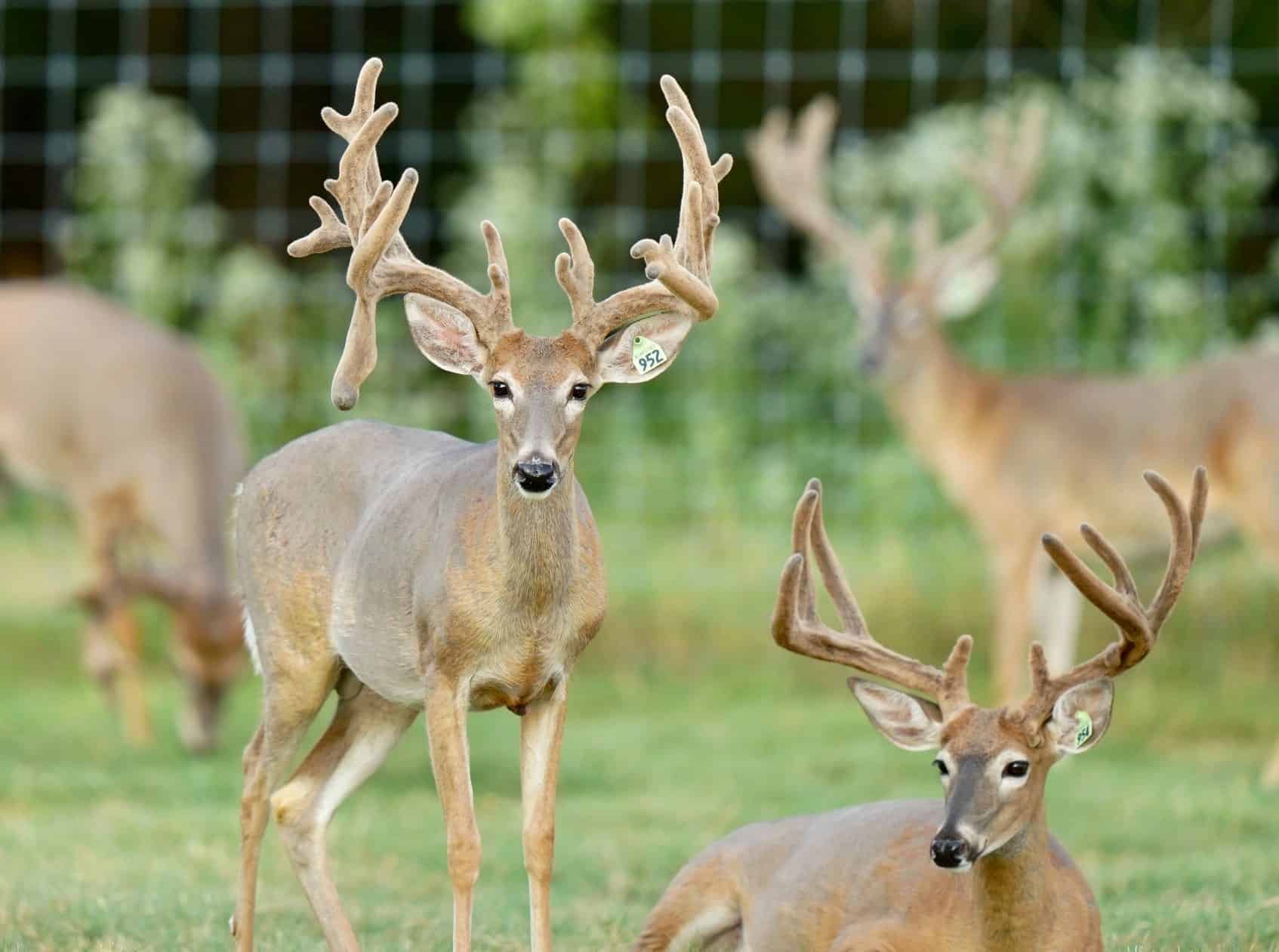 These M3 Whitetails bucks are growing out nicely at our Texas whitetail deer farm. M3 Whitetails are Texas deer breeders that specialize in raising and selling whitetail Breeder Bucks, whitetail DMP Bucks, whitetail Stocker Bucks, as well as open and bred whitetail does. Big Texas Typicals are what buyers want when buying Texas DMP Bucks, Stocker Bucks, and Breeder Bucks. Our whitetail deer for sale are sure to impress prospective buyers and are priced competitively.