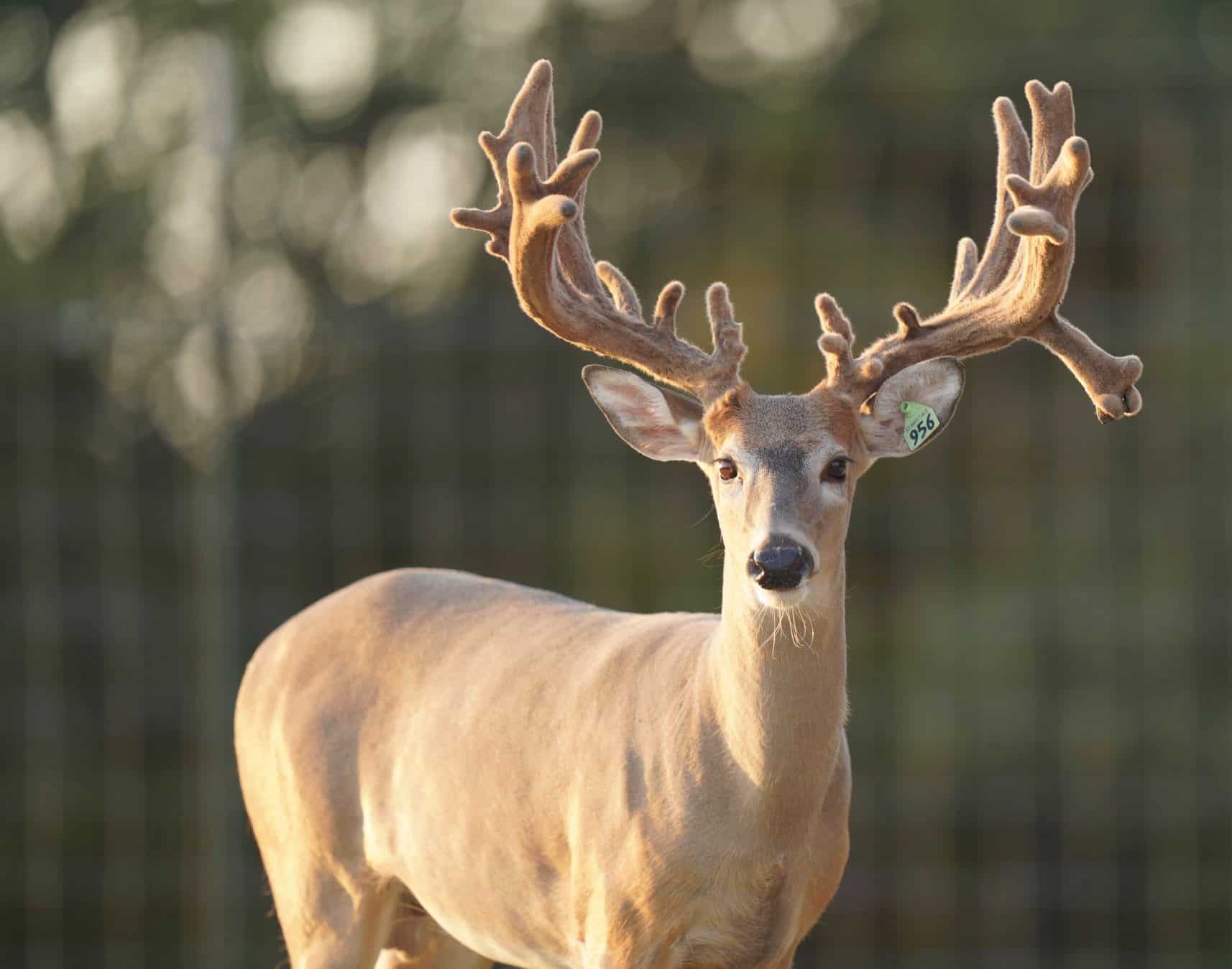 This M3 Whitetails buck is growing out nicely at our Texas whitetail deer farm. M3 Whitetails are Texas deer breeders that specialize in raising and selling whitetail Breeder Bucks, whitetail DMP Bucks, whitetail Stocker Bucks, as well as open and bred whitetail does. Big Texas Typicals are what buyers want when buying Texas DMP Bucks, Stocker Bucks, and Breeder Bucks. Our whitetail deer for sale are sure to impress prospective buyers and are priced competitively.