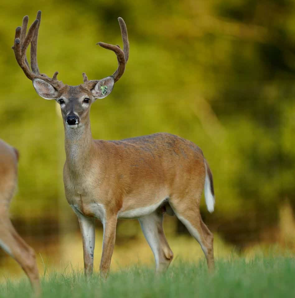 This M3 Whitetails buck is growing out nicely at our Texas whitetail deer farm. M3 Whitetails are Texas deer breeders that specialize in raising and selling whitetail Breeder Bucks, whitetail DMP Bucks, whitetail Stocker Bucks, as well as open and bred whitetail does. Big Texas Typicals are what buyers want when buying Texas DMP Bucks, Stocker Bucks, and Breeder Bucks. Our whitetail deer for sale are sure to impress prospective buyers and are priced competitively.