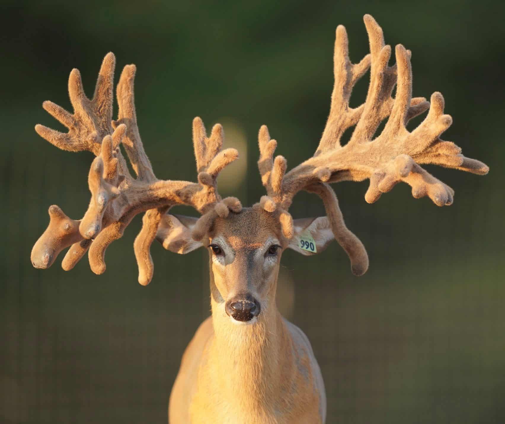 This M3 Whitetails buck is growing out nicely at our Texas whitetail deer farm. M3 Whitetails are Texas deer breeders that specialize in raising and selling whitetail Breeder Bucks, whitetail DMP Bucks, whitetail Stocker Bucks, as well as open and bred whitetail does. Big Texas Typicals are what buyers want when buying Texas DMP Bucks, Stocker Bucks, and Breeder Bucks. Our whitetail deer for sale are sure to impress prospective buyers and are priced competitively.