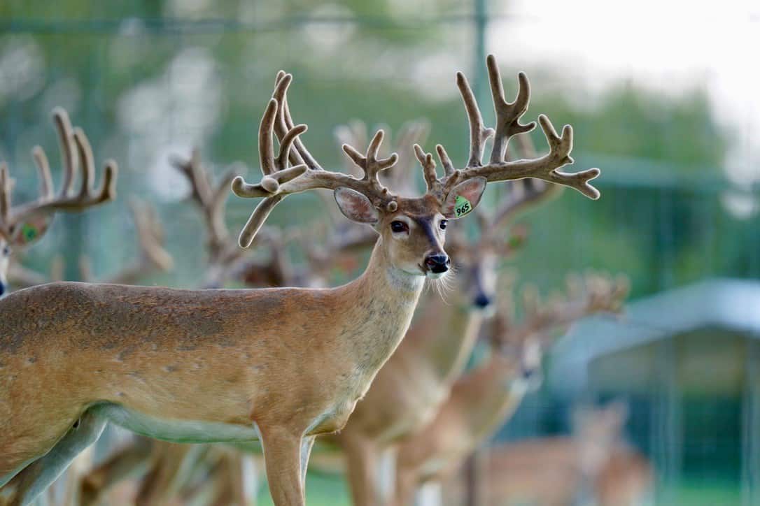 These M3 Whitetails bucks are growing out nicely at our Texas whitetail deer farm. M3 Whitetails are Texas deer breeders that specialize in raising and selling whitetail Breeder Bucks, whitetail DMP Bucks, whitetail Stocker Bucks, as well as open and bred whitetail does. Big Texas Typicals are what buyers want when buying Texas DMP Bucks, Stocker Bucks, and Breeder Bucks. Our whitetail deer for sale are sure to impress prospective buyers and are priced competitively.