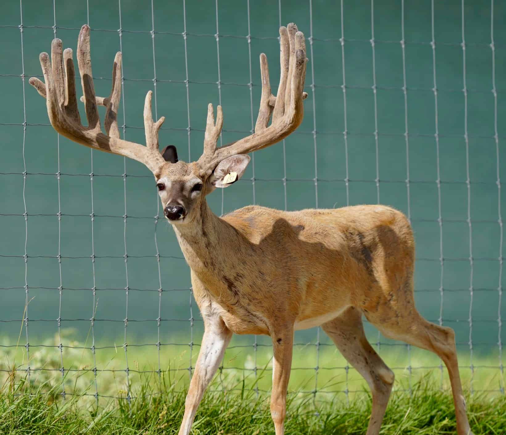 This M3 Whitetails buck is growing out nicely at our Texas whitetail deer farm. M3 Whitetails are Texas deer breeders that specialize in raising and selling whitetail Breeder Bucks, whitetail DMP Bucks, whitetail Stocker Bucks, as well as open and bred whitetail does. Big Texas Typicals are what buyers want when buying Texas DMP Bucks, Stocker Bucks, and Breeder Bucks. Our whitetail deer for sale are sure to impress prospective buyers and are priced competitively.