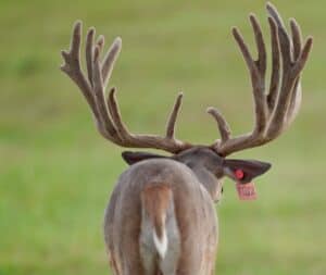 This M3 Whitetails buck has grown out nicely at our Texas whitetail deer farm. M3 Whitetails are Texas deer breeders that specialize in raising and selling whitetail Breeder Bucks, whitetail DMP Bucks, whitetail Stocker Bucks, as well as open and bred whitetail does. Big Texas Typicals are what buyers want when buying Texas DMP Bucks, Stocker Bucks, and Breeder Bucks. Our whitetail deer for sale are sure to impress prospective buyers and are priced competitively.