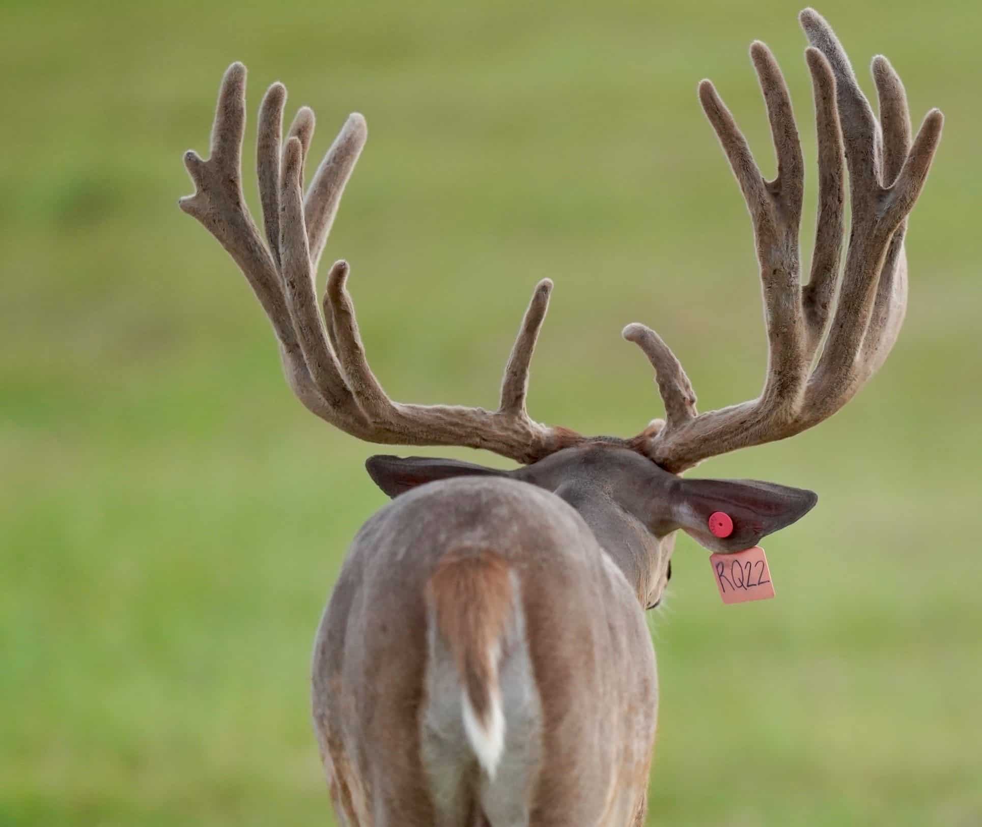 This M3 Whitetails buck has grown out nicely at our Texas whitetail deer farm. M3 Whitetails are Texas deer breeders that specialize in raising and selling whitetail Breeder Bucks, whitetail DMP Bucks, whitetail Stocker Bucks, as well as open and bred whitetail does. Big Texas Typicals are what buyers want when buying Texas DMP Bucks, Stocker Bucks, and Breeder Bucks. Our whitetail deer for sale are sure to impress prospective buyers and are priced competitively.