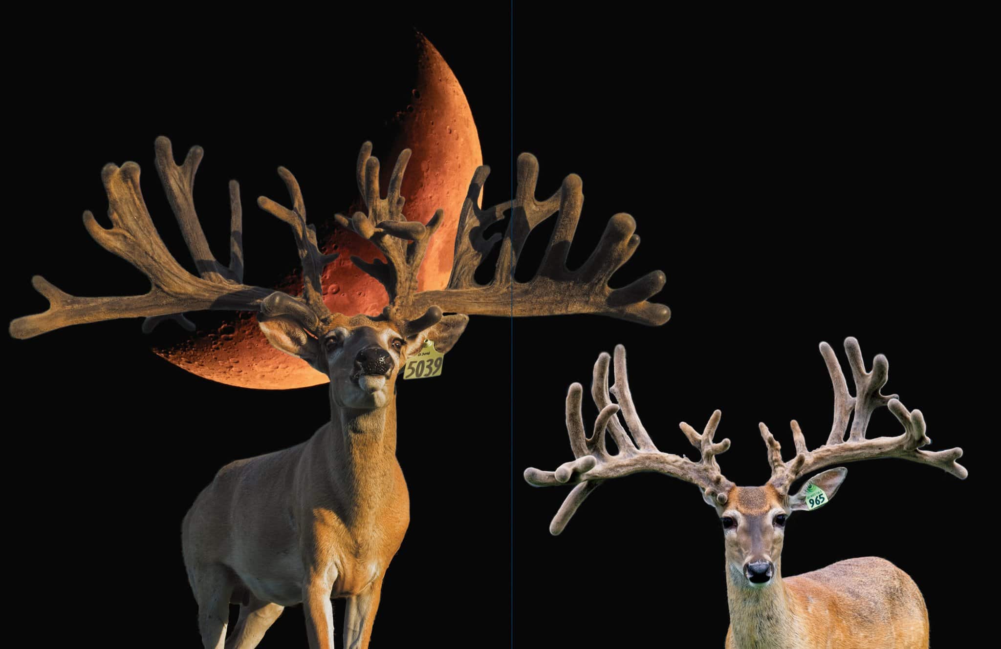 These M3 Whitetails bucks are growing out nicely at our Texas whitetail deer farm. M3 Whitetails are Texas deer breeders that specialize in raising and selling whitetail Breeder Bucks, whitetail DMP Bucks, whitetail Stocker Bucks, as well as open and bred whitetail does. Big Texas Typicals are what buyers want when buying Texas DMP Bucks, Stocker Bucks, and Breeder Bucks. Our whitetail deer for sale are sure to impress prospective buyers and are priced competitively.