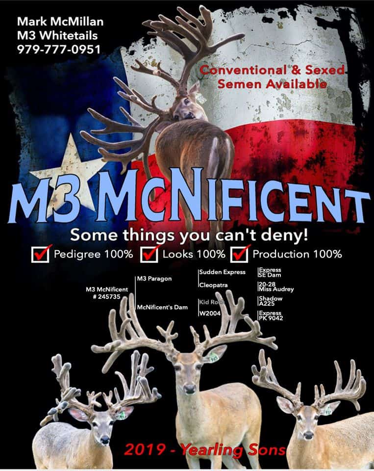 M3 Whitetails are Texas deer breeders that specialize in raising and selling whitetail Breeder Bucks, whitetail DMP Bucks, whitetail Stocker Bucks, as well as open and bred whitetail does. Big Texas Typicals are what buyers want when buying Texas DMP Bucks, Stocker Bucks, and Breeder Bucks. Our whitetail deer for sale are sure to impress prospective buyers and are priced competitively.