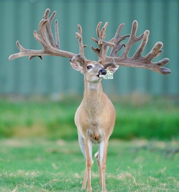 This M3 Whitetails buck is growing out nicely at our Texas whitetail deer farm. M3 Whitetails are Texas deer breeders that specialize in raising and selling whitetail Breeder Bucks, whitetail DMP Bucks, whitetail Stocker Bucks, as well as open and bred whitetail does. Big Texas Typicals are what buyers want when buying Texas DMP Bucks, Stocker Bucks, and Breeder Bucks. Our whitetail deer for sale are sure to impress prospective buyers and are priced competitively.